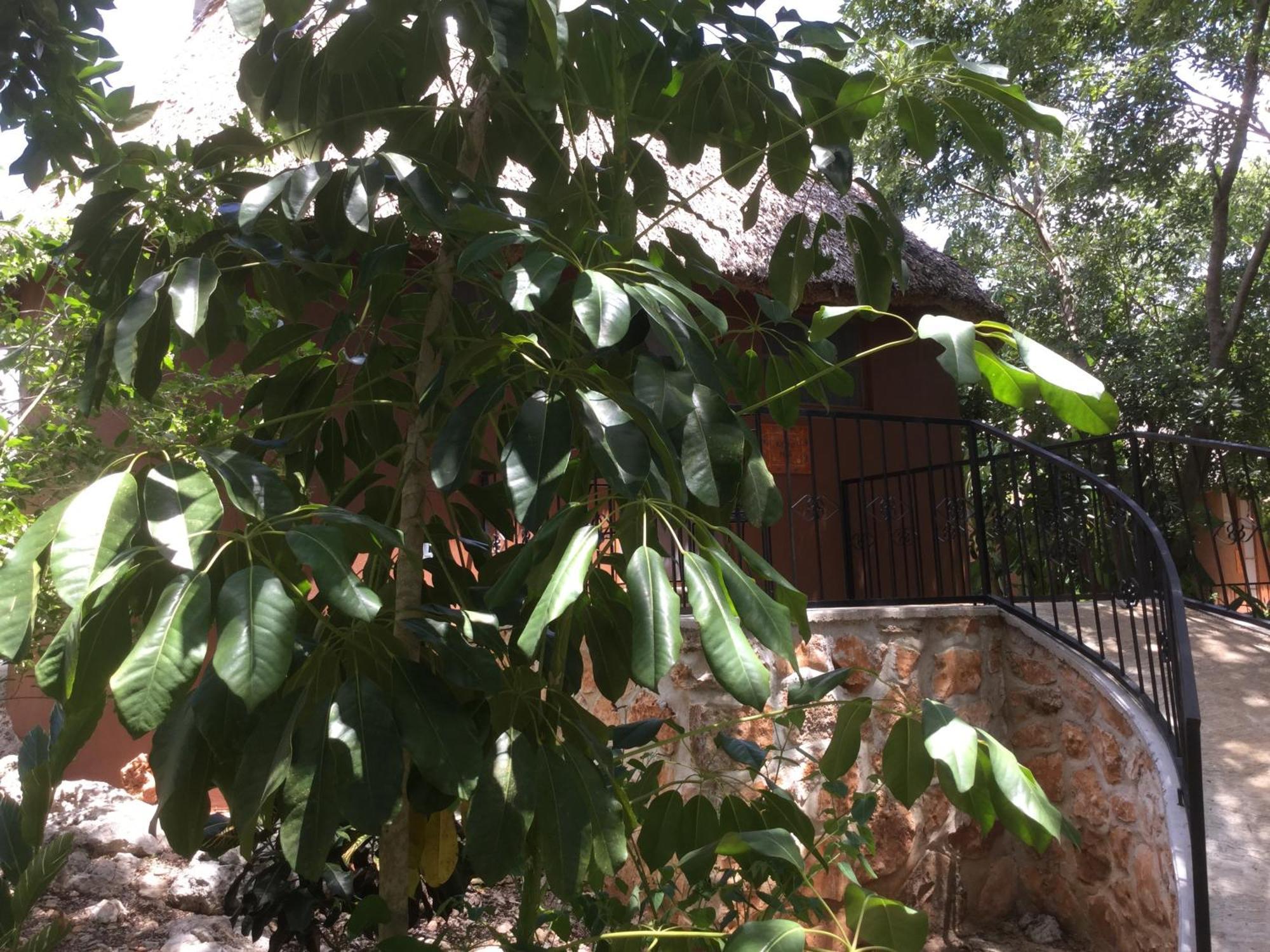 The Pickled Onion B&B And Restaurant Uxmal Santa Elena Pokoj fotografie